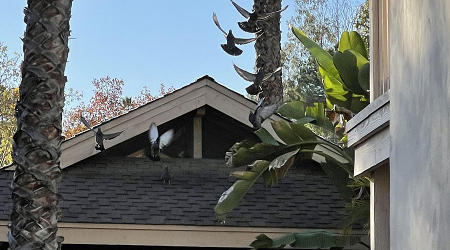 birds flying near home carlsbad ca