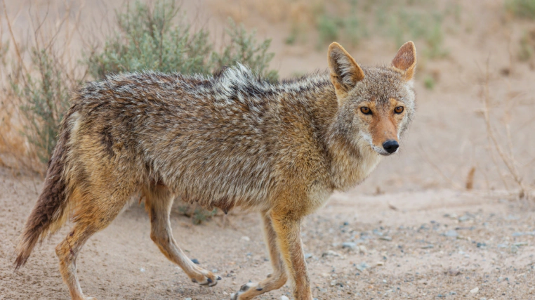 coyote pest in the field