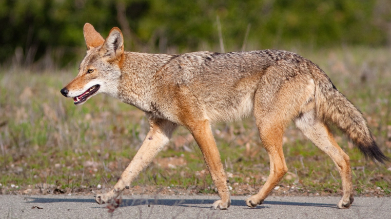 coyote walking in field