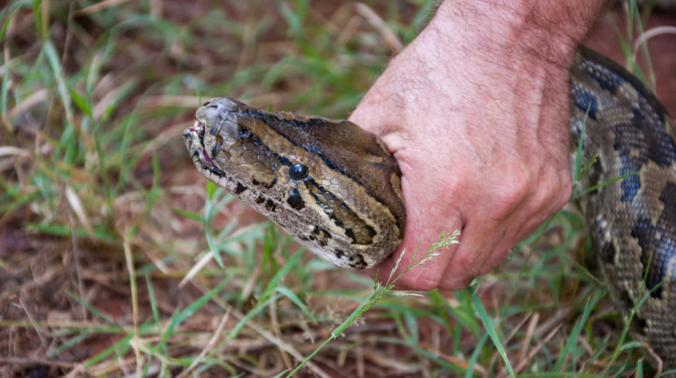 pest control removing snake